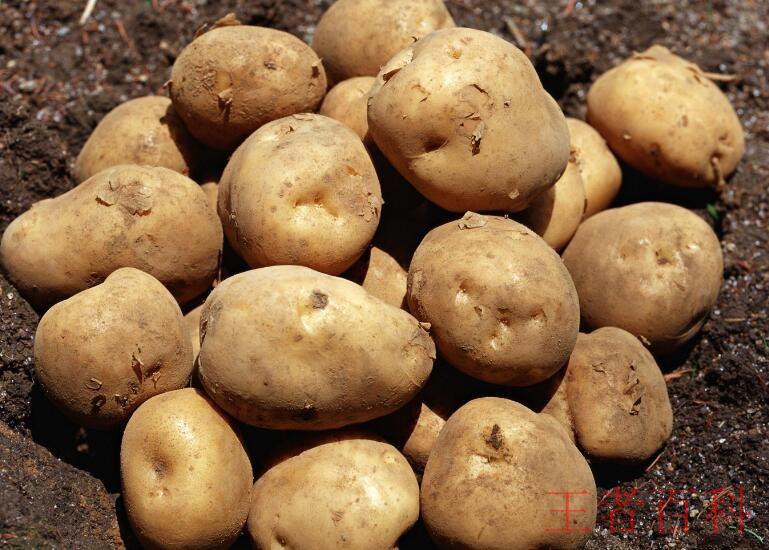 土豆保存不发芽方法有哪些