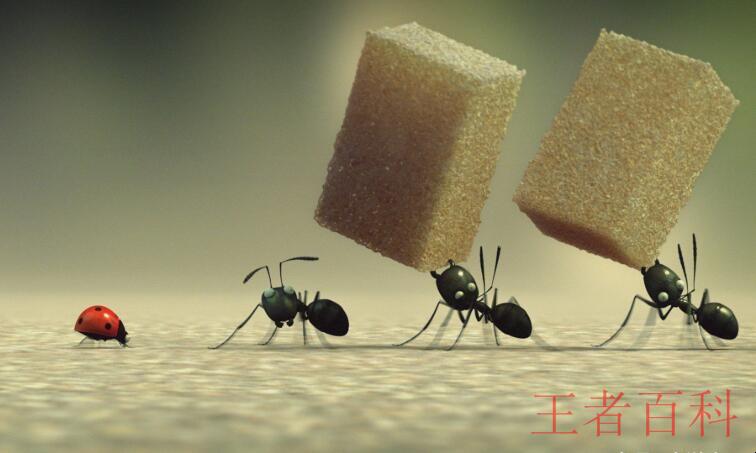 家里有蚂蚁怎么预防