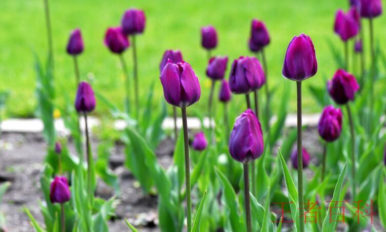 紫色郁金香的花语是什么