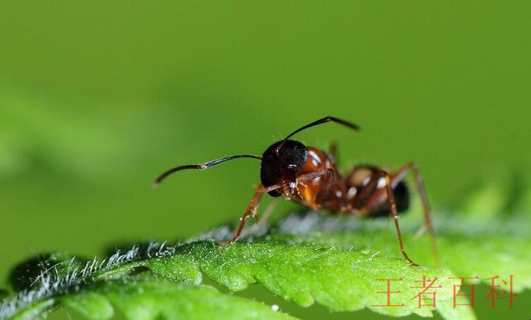 永久去除蚂蚁的小妙招是什么