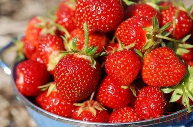 甜甜的草莓文案有哪些