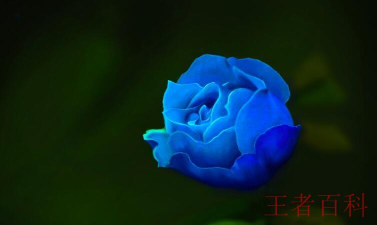 蓝玫瑰花语是什么