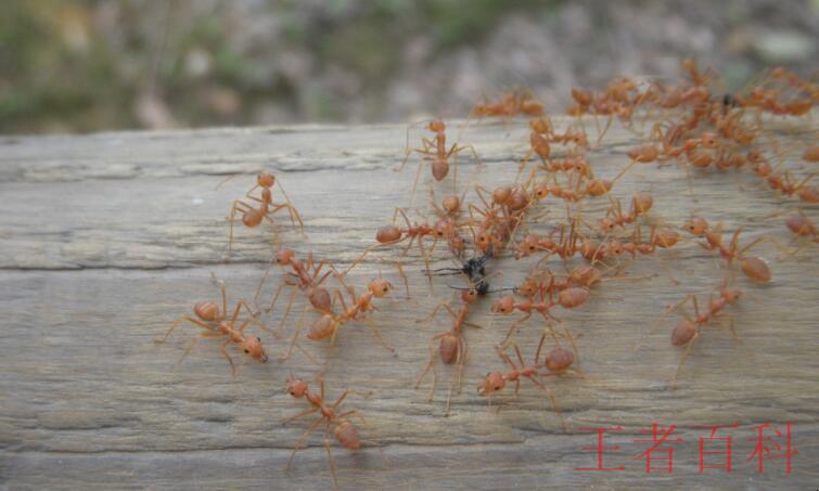 小黄蚂蚁彻底清除的方法有哪些