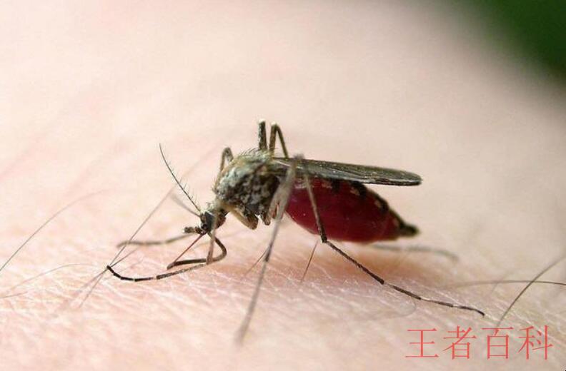 容易被蚊子咬是什么血型
