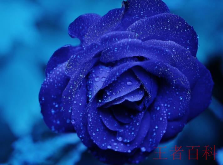 蓝色玫瑰花语是什么