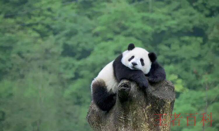 四川熊猫基地有哪些