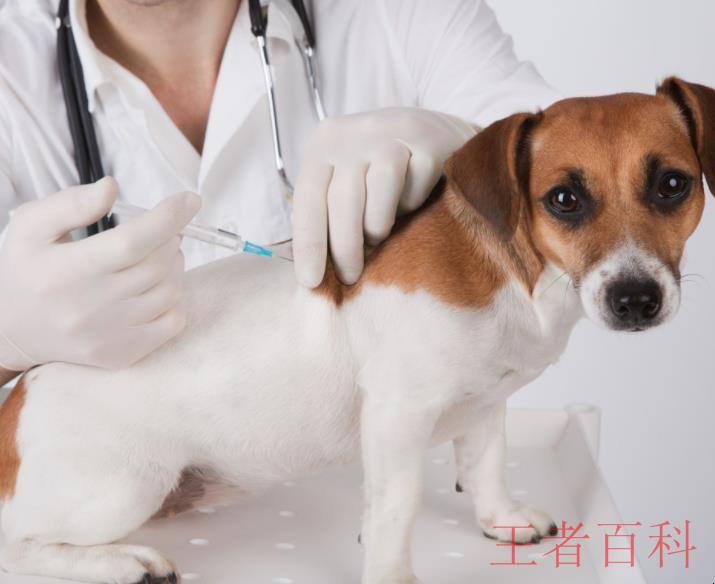 犬疫苗接种须知有哪些