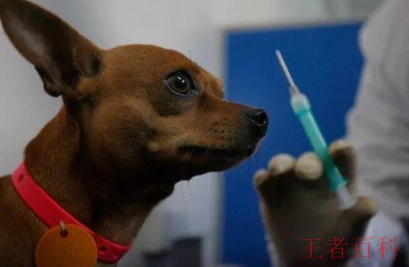 狂犬病疫苗三针和五针有什么差别