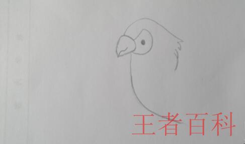 如何画鹦鹉简笔画
