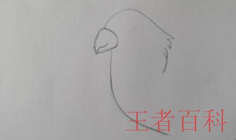 如何画鹦鹉简笔画