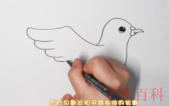 和平鸽简笔画怎么画