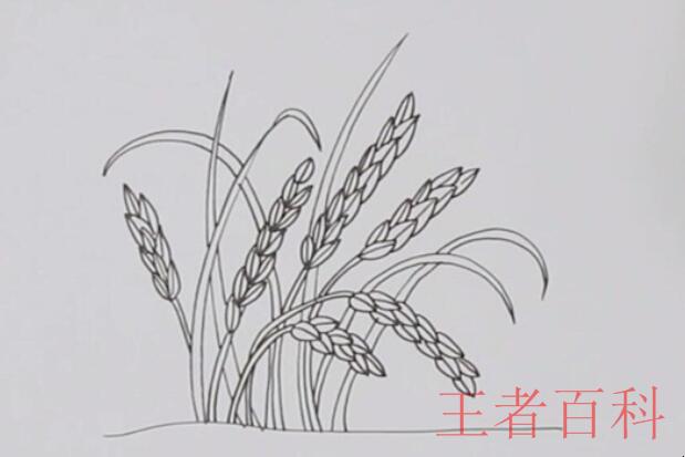 水稻简笔画怎么画