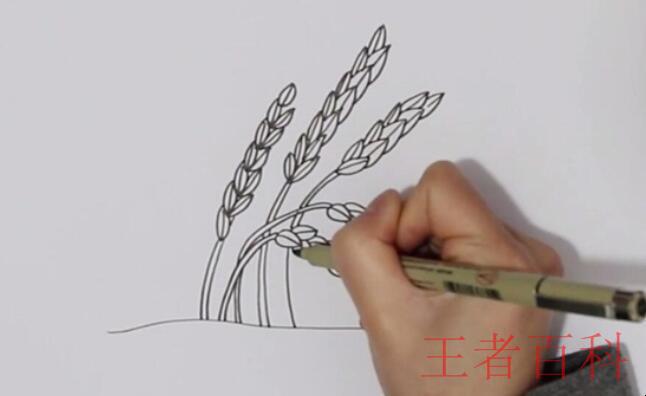 水稻简笔画怎么画