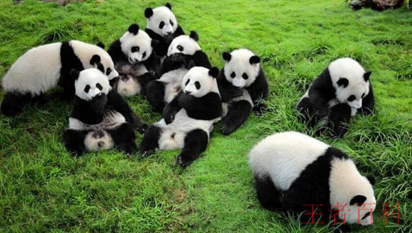 熊猫的特点和生活特征是什么