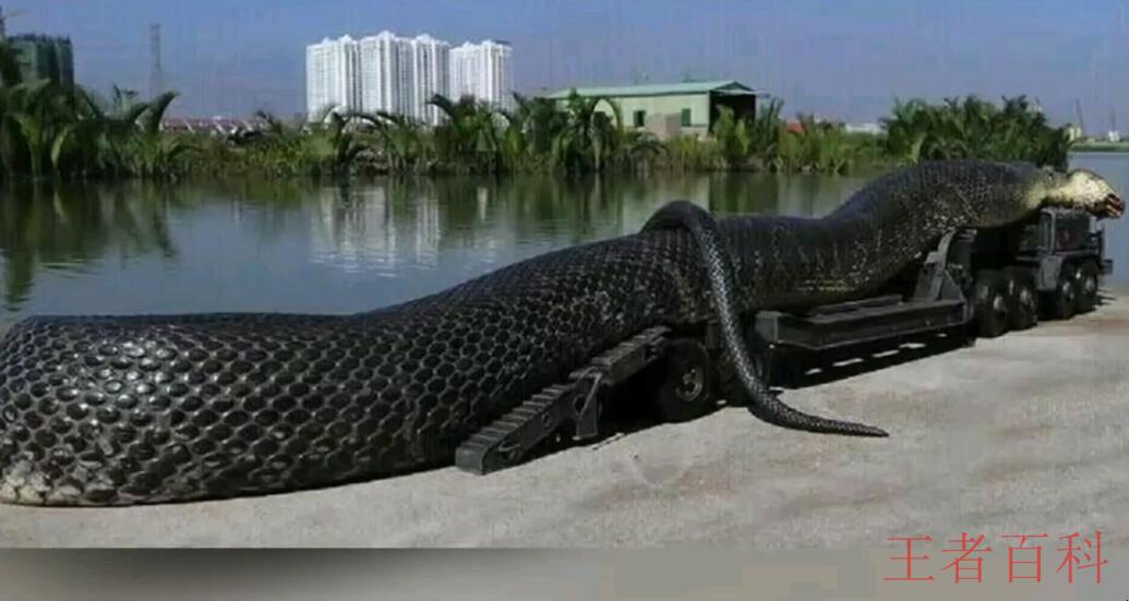 世界上最大的蛇是什么