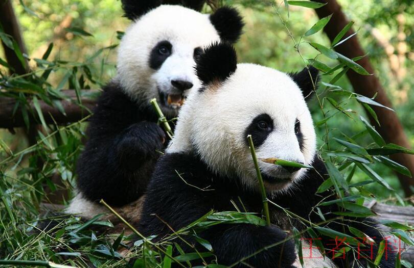 熊猫属于国家几级保护动物