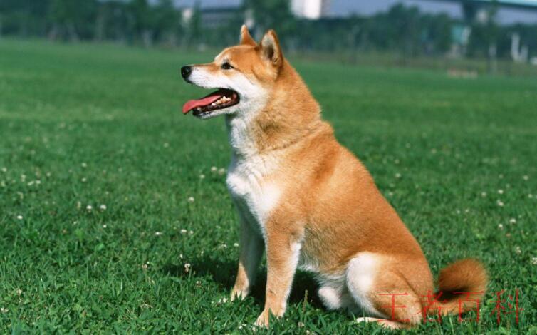 日本柴犬的特点有哪些