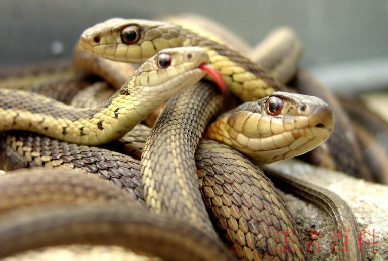 蛇的种类有多少种