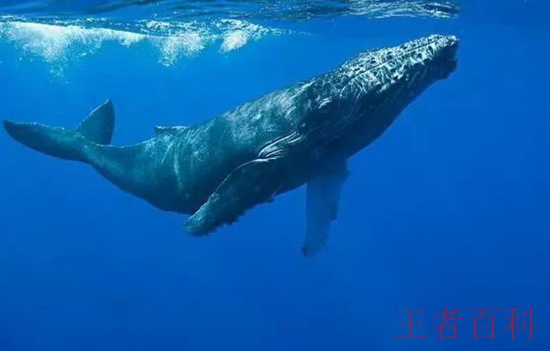 世界上最大的鲸鱼有多大