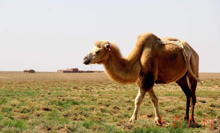 骆驼的驼峰是储存什么的