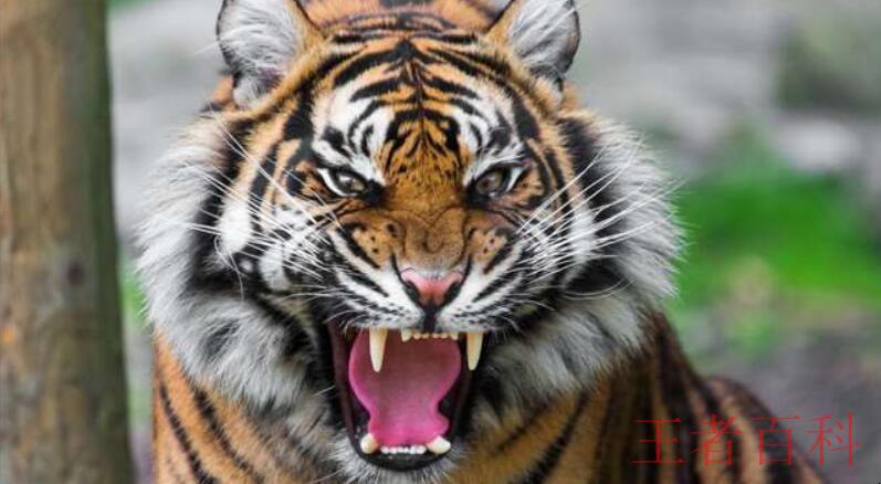 世界上最大的老虎是什么虎