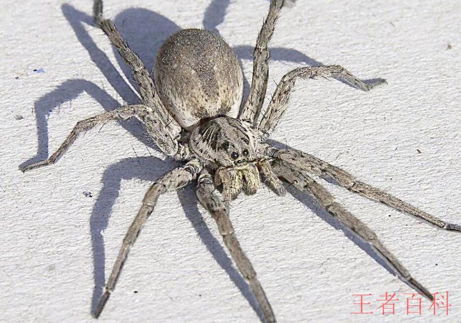 世界上最大的蜘蛛有多大