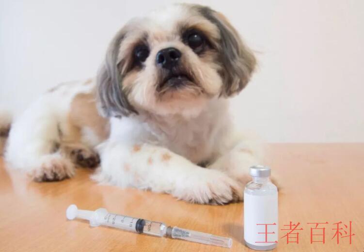小狗打完疫苗发烧怎么办