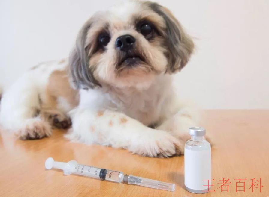 两个月小狗打什么疫苗