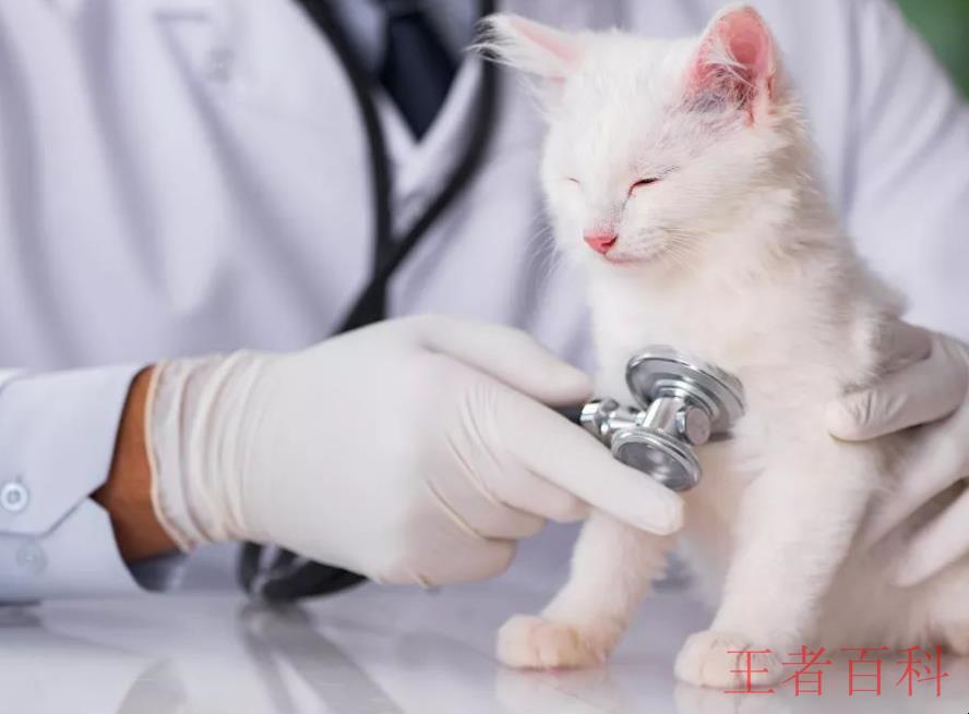猫咪打疫苗