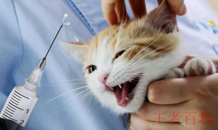 猫疫苗一共打几针
