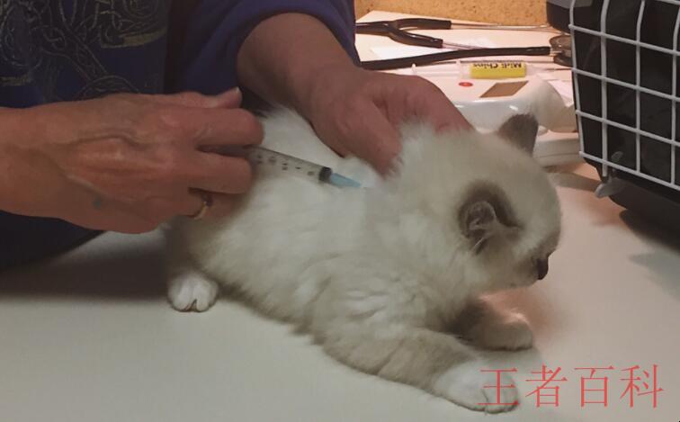 猫打疫苗起包了怎么办