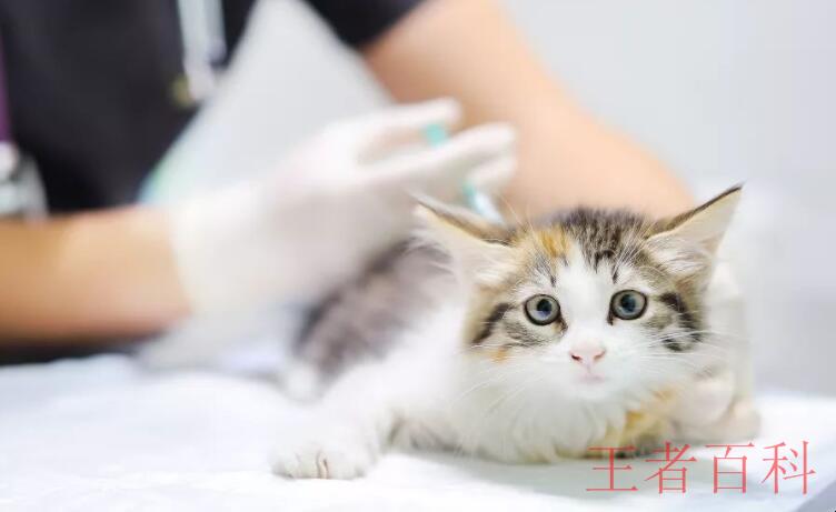 猫咪打几次疫苗合适