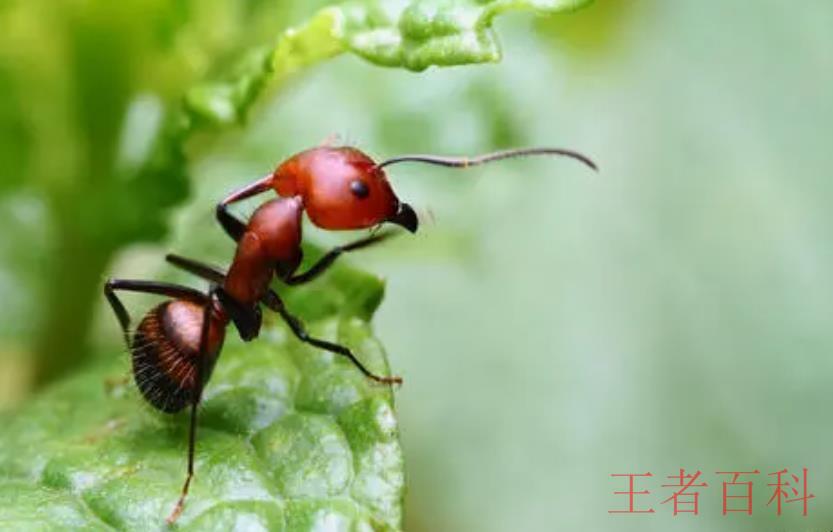 红蚂蚁怎么消灭