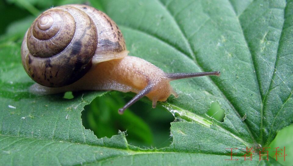 蜗牛是什么动物