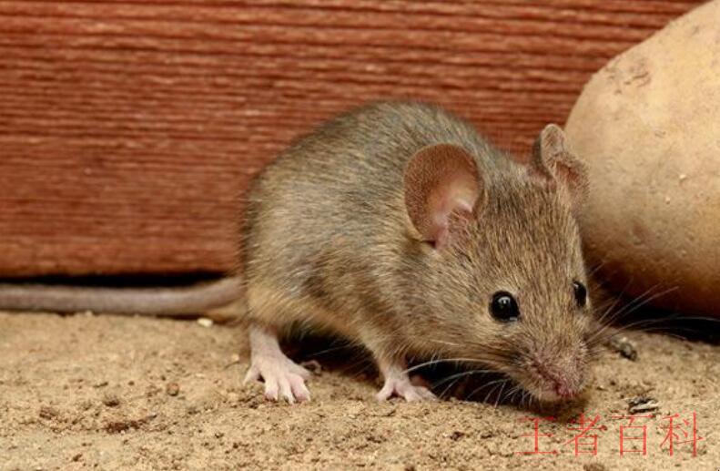 老鼠的种类有几种
