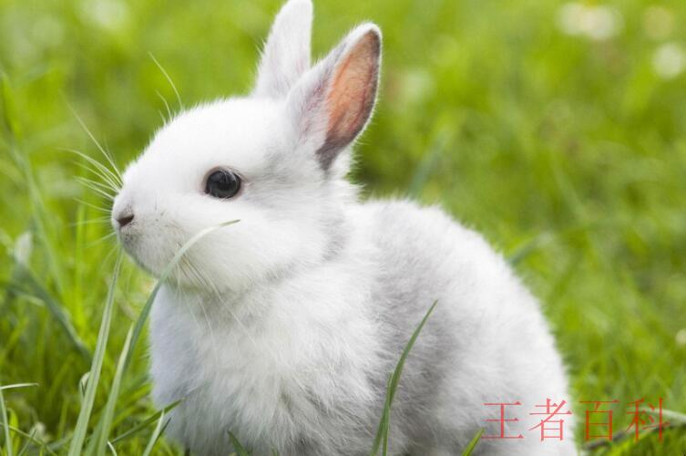 兔子的种类有哪些