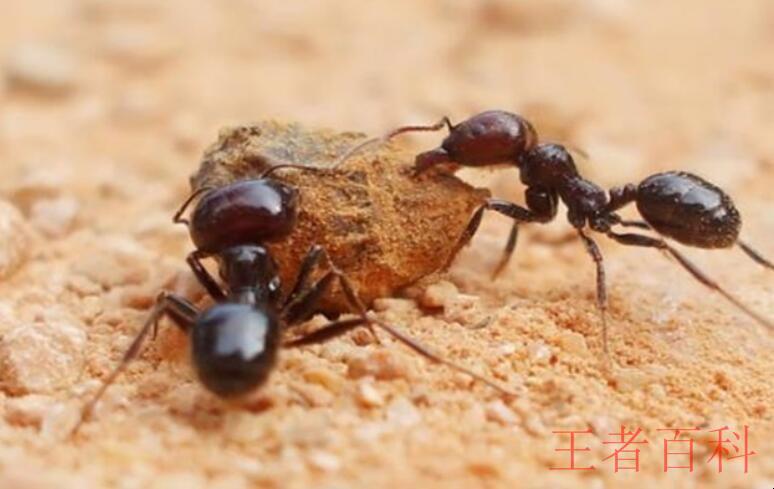 蚂蚁是昆虫吗