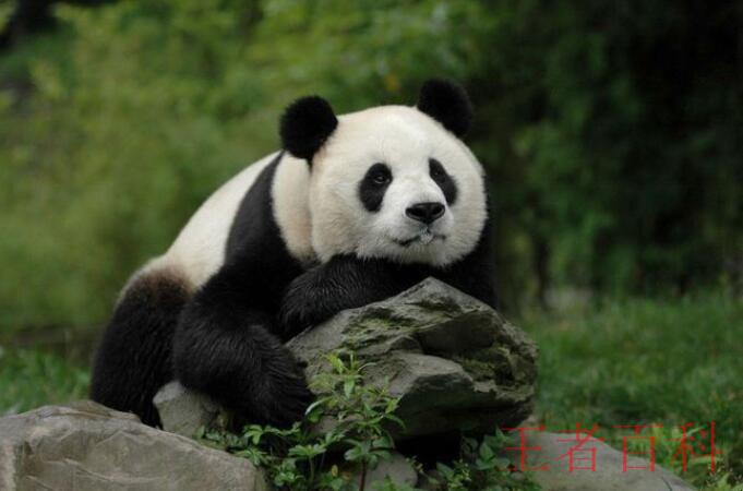 大熊猫是什么科