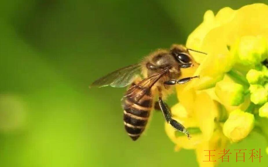 蜜蜂养殖技术是什么