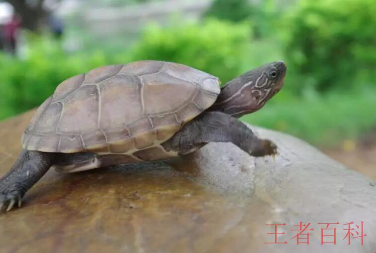 寿命最长的龟是什么龟