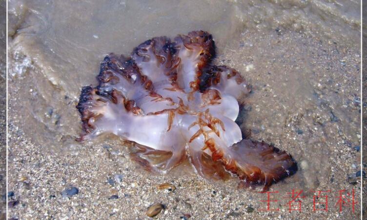 海蜇和水母的区别是什么
