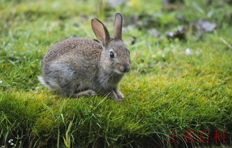 野兔的生活习性有哪些