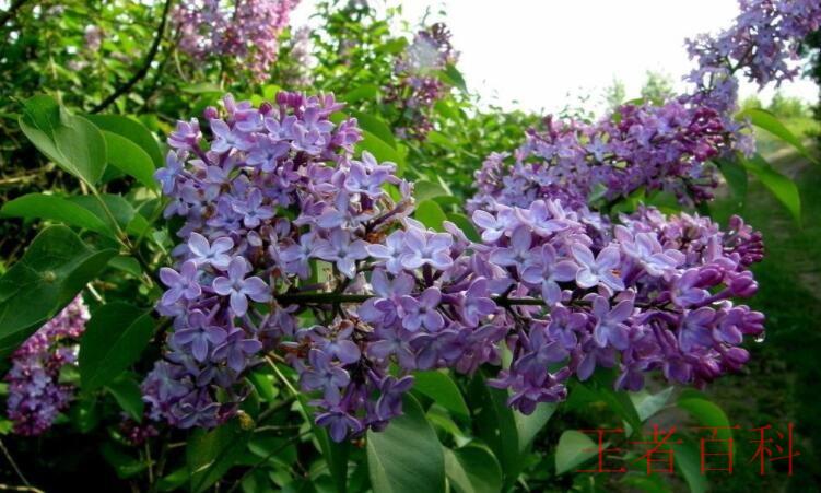 紫丁香的花语是什么