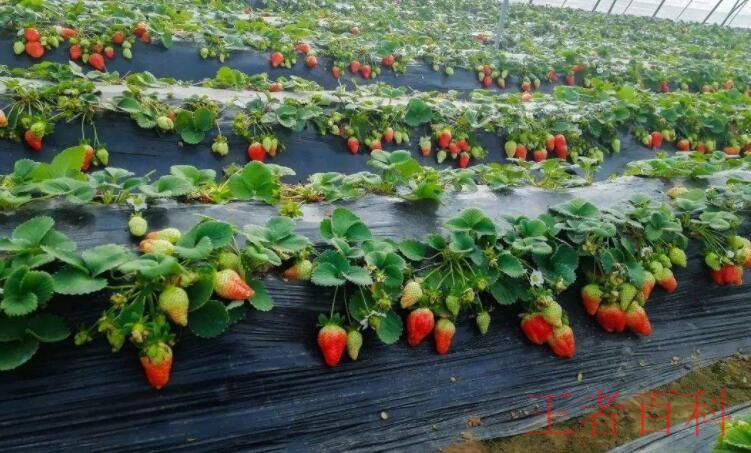 草莓种子怎么催芽