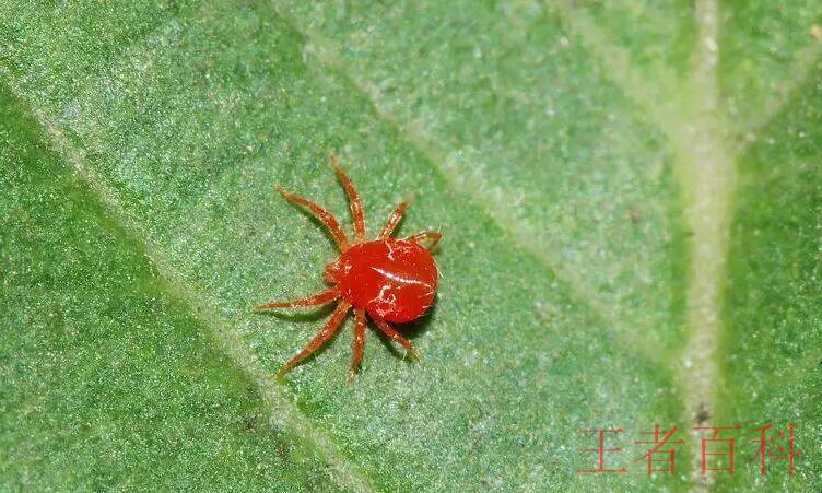 红蜘蛛在多少度高温下会死
