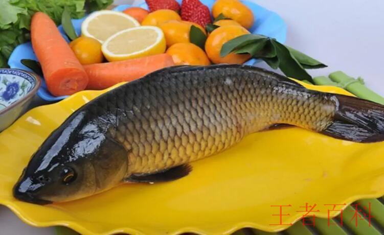 黄河鲤鱼主要吃什么
