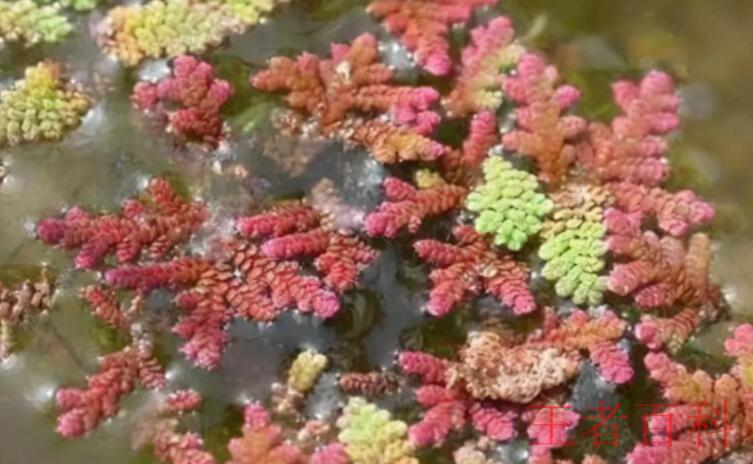 满江红是藻类植物还是蕨类植物