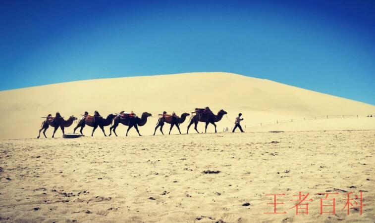 骆驼群体在中国哪里