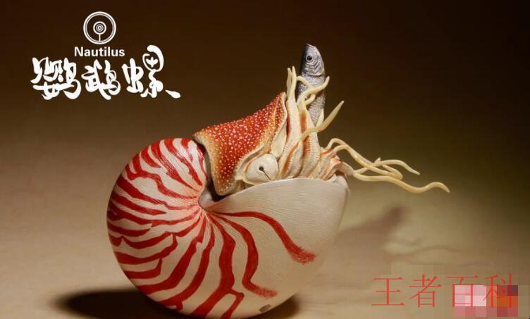 鹦鹉螺是海螺吗