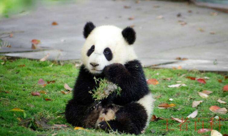 大熊猫只有中国才有的吗